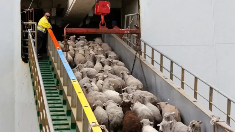 ANSVSA iese la atac. Comisia Europeană a blocat nejustificat exportul de ovine din România