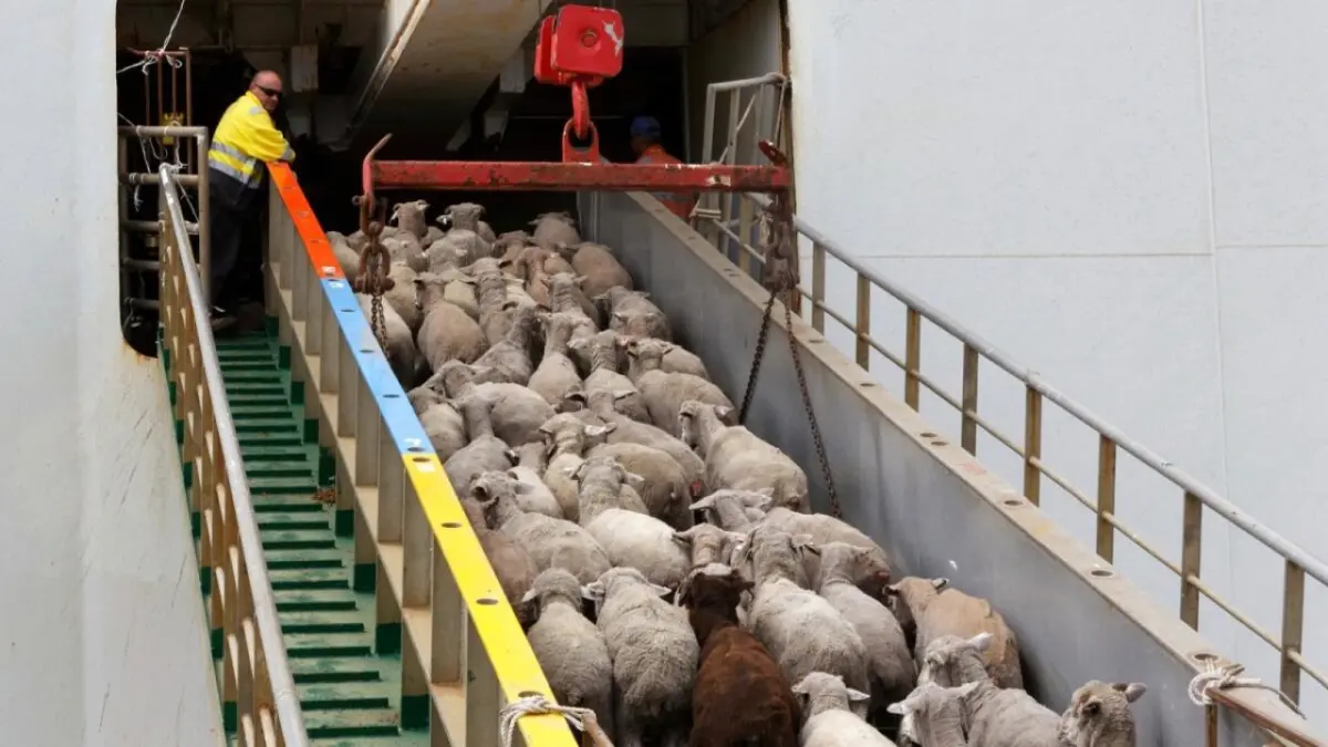 ANSVSA iese la atac. Comisia Europeană a blocat nejustificat exportul de ovine din România - Ziarul National