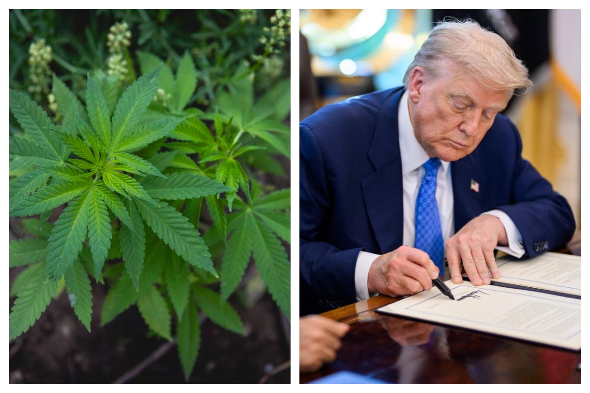 Marijuana, reclasificată de Donald Trump: „Oamenii m-au implorat să iau această decizie” - Ziarul National Statele Unite marijuana