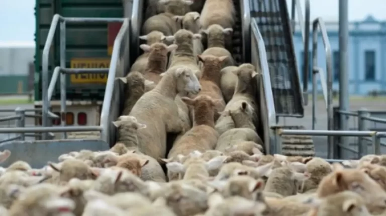 Animalele infectate intră fără control în România. Comisia Europeană prelungește restricțiile la export