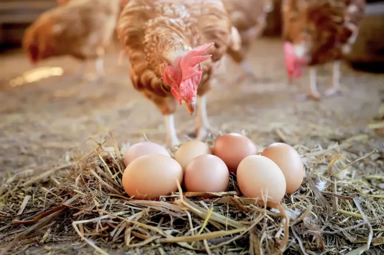 Liberalii lovesc crunt în sectorul avicol. Vor să taie banii pentru fermieri