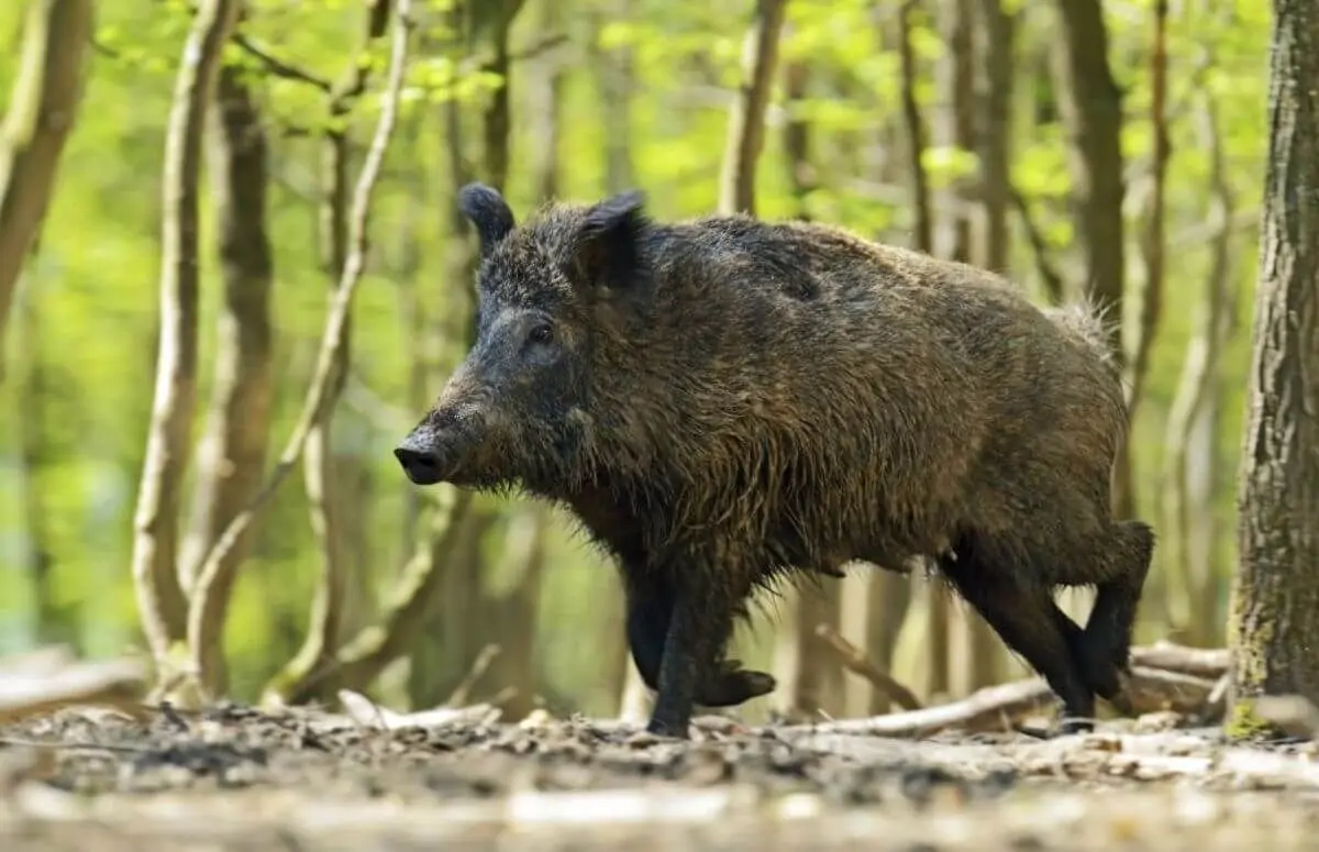 Europa, sub atac terorist? Pesta porcină africană s-a extins în toate țările - Ziarul National