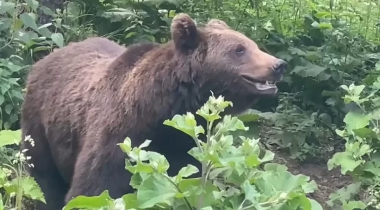 Urșii au invadat jumătate din suprafața țării. Cercetătorii români cer reducerea animalelor sălbatice