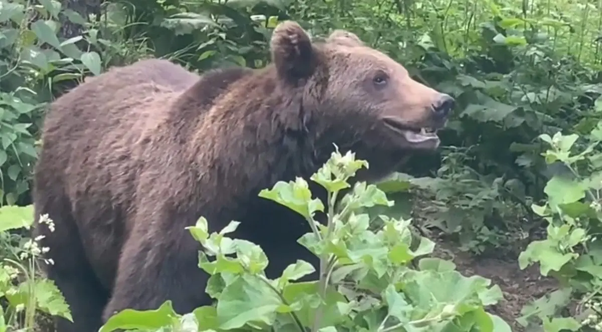 Urșii au invadat jumătate din suprafața țării. Cercetătorii români cer reducerea animalelor sălbatice - Ziarul National