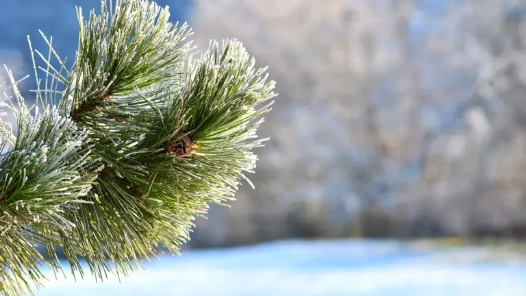 Meteorologii au actualizat prognoza! Cum va fi vremea la sfârșitul acestui an și în primele zile din 2026