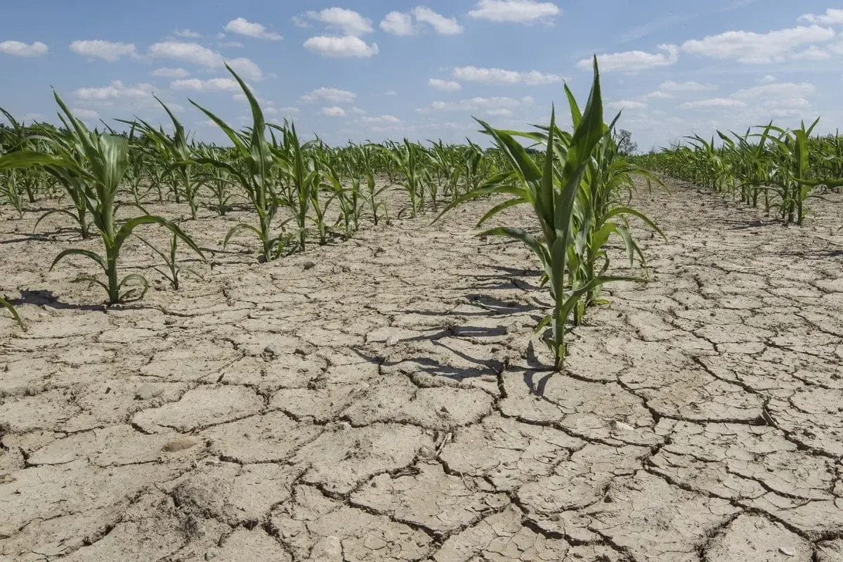 Fermierii, țepuiți de autorități. Banii destinați despăgubirilor, transferați, șmecherește, în contul Ministerului Agriculturii - Ziarul National