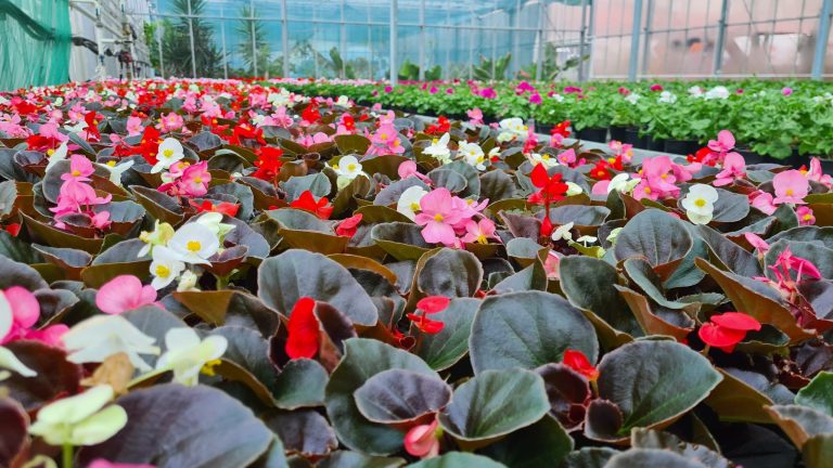 Gerul scumpește florile, din cauza costurilor cu încălzirea, în condiții de ger