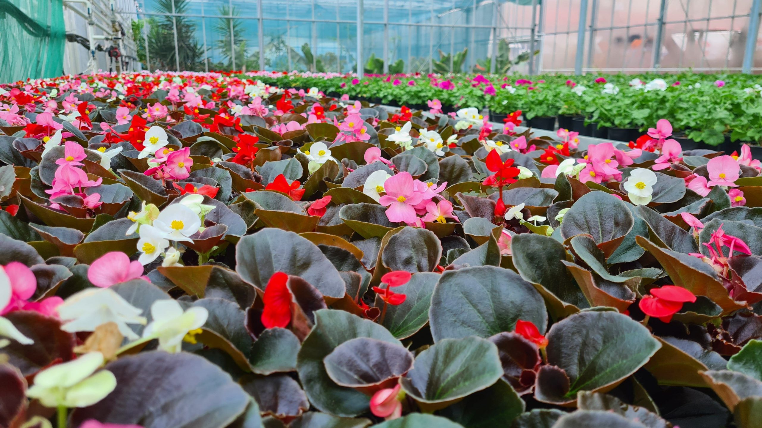 Gerul scumpește florile, din cauza costurilor cu încălzirea, în condiții de ger - Ziarul National